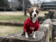 a small brown and white dog wearing an alabama football jersey