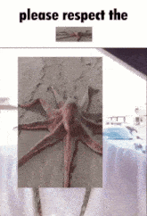 Octopus Octopus Traversal GIF