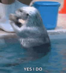 a seal in the water with the words yes i do written below it