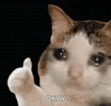 a cat is giving a thumbs up and the word okay is on the bottom of the image .