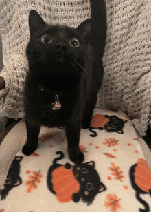 a black cat sitting on a blanket with black cats and pumpkins on it