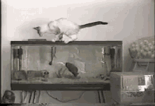 Fish Vs. Cat GIF