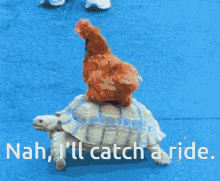 chicken gifs turtle gifs ride silly pets