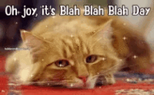 Cat Blaa GIF - Cat Blaa Daylight GIFs
