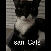 Sani Cats Meow GIF - Sani Cats Meow GIFs