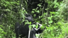 Gorilla Hiding GIF - Gorilla Hiding Eating GIFs
