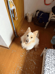 a dog standing on a messy floor with a bucket in the background and a measuring tape hanging on the door