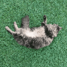 Cat Maček GIF - Cat Maček Roll GIFs