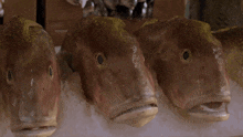 Sopranos Fish GIF - Sopranos Fish Josharo GIFs
