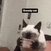Greedy Cat Eating GIF - Greedy Cat Eating Siamese GIFs