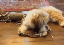 I'M Gonna Take You For A Ride GIF - Dogs Cute Animals GIFs