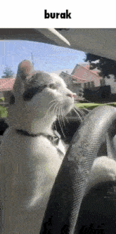 Cat Burak GIF - Cat Burak GIFs