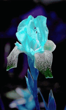 Tulip Flower GIF - Tulip Flower Changing Colors GIFs