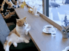 Cat Cute GIF - Cat Cute Coffee GIFs