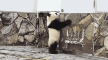Panda熊貓 GIF