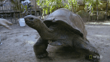 follow me national geographic weighing a giant tortoise secrets of the zoo down under come in