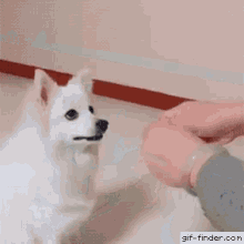 Tricked Deceived GIF - Tricked Deceived Cute GIFs