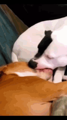 Dogs Funny GIF - Dogs Funny GIFs