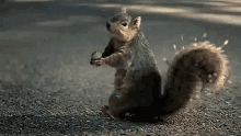 Squirrel Shocked GIF