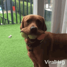Dog Carrying3balls Viralhog GIF