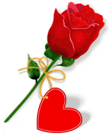 red rose gift for you