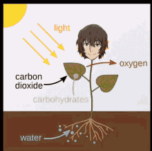 photosynthesis plant