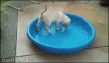 Puppy Funny GIF - Puppy Funny Dog GIFs