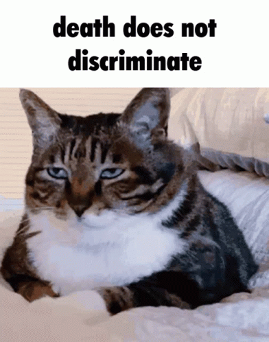 Funny Cat Funny Animals GIF - Funny Cat Funny Animals - Discover & Share  GIFs