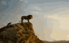The Lion King Simba GIF