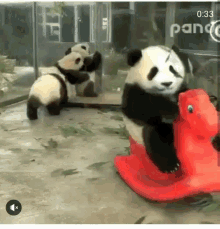 Panda Ride GIF - Panda Ride GIFs