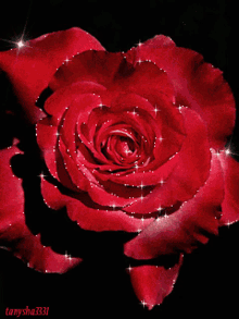 rose517 glittering rose57 redrose57 red roses rose571