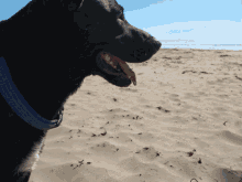 Dog Sand GIF