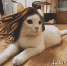 Cat Windy GIF - Cat Windy Hair In The Wind GIFs