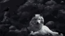 Wolves Chill GIF - Wolves Chill White Wolf GIFs