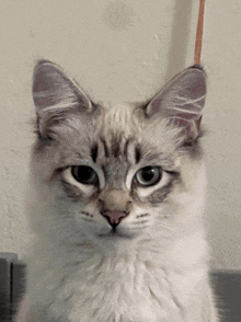a close up of a cat 's face with blue eyes