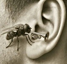 a fly is playing a trumpet in someone 's ear