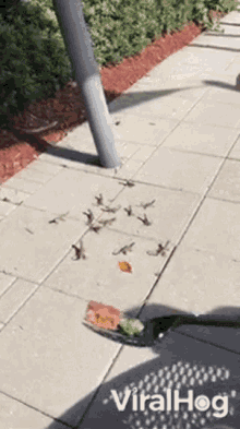Florida Lizards Feed GIF
