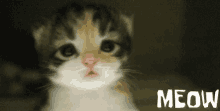 Cat Cute GIF - Cat Cute Meow GIFs