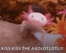 a close up of an axolotl walking on a rock with the words `` kiss kiss the axolotl '' .