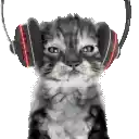 a kitten wearing headphones is looking at the camera on a white background .