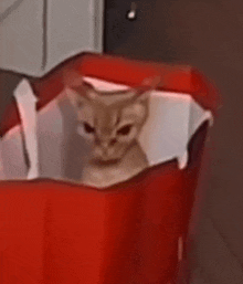 a cat is sitting in a red box looking out .