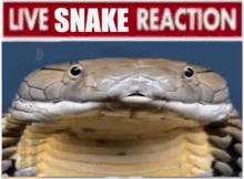 Live Snake GIF - Live Snake Reaction GIFs