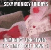 Monkey Lick Monkey Lick Sewer GIF - Monkey Lick Monkey Monkey Lick Sewer GIFs