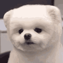 a small white dog with big ears is sitting on a chair and looking at the camera .