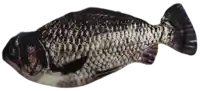 a black and white fish with a white tail