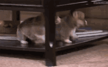Two Puppies Falling - Fall GIF - Rolling Puppy GIFs