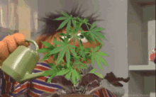 Weed Sesame Street GIF