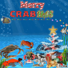 Crab GIF - Crab GIFs