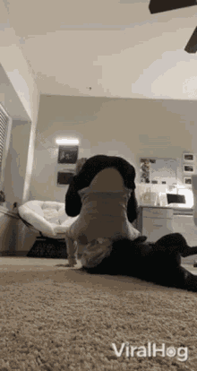 dog viralhog yoga imitate mimic