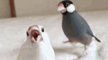 Scream Bird GIF - Scream Bird GIFs